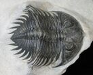 Exceptional Treveropyge Maura (Heliopyge) Trilobite #14673-3